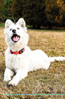 Swiss Shepherd Affirmations Workbook Swiss Shepherd Presents: Positive and Loving Affirmations Workbook. Includes: Mentoring Questions, Guidance, Supporting You.