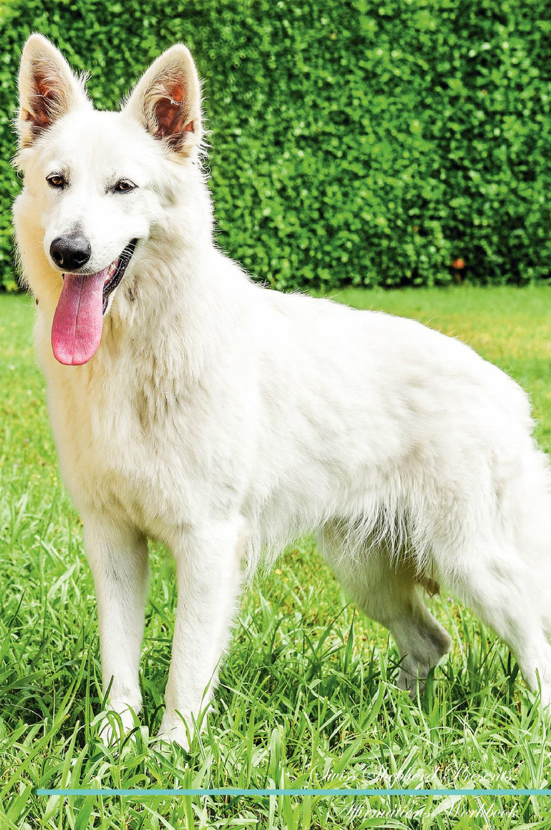 Swiss Shepherd Affirmations Workbook Swiss Shepherd Presents: Positive and Loving Affirmations Workbook. Includes: Mentoring Questions, Guidance, Supporting You.
