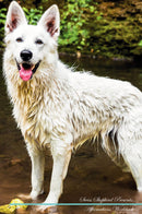 Swiss Shepherd Affirmations Workbook Swiss Shepherd Presents: Positive and Loving Affirmations Workbook. Includes: Mentoring Questions, Guidance, Supporting You.