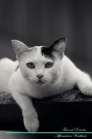 Thai cat Affirmations Workbook Thai cat Presents: Positive and Loving Affirmations Workbook. Includes: Mentoring Questions, Guidance, Supporting You.