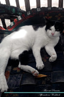 Thai cat Affirmations Workbook Thai cat Presents: Positive and Loving Affirmations Workbook. Includes: Mentoring Questions, Guidance, Supporting You.