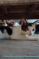 Thai cat Affirmations Workbook Thai cat Presents: Positive and Loving Affirmations Workbook. Includes: Mentoring Questions, Guidance, Supporting You.