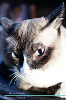 Thai cat Affirmations Workbook Thai cat Presents: Positive and Loving Affirmations Workbook. Includes: Mentoring Questions, Guidance, Supporting You.