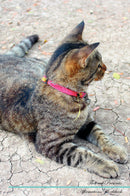 Thai cat Affirmations Workbook Thai cat Presents: Positive and Loving Affirmations Workbook. Includes: Mentoring Questions, Guidance, Supporting You.