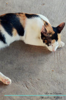 Thai cat Affirmations Workbook Thai cat Presents: Positive and Loving Affirmations Workbook. Includes: Mentoring Questions, Guidance, Supporting You.