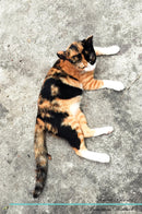 Thai cat Affirmations Workbook Thai cat Presents: Positive and Loving Affirmations Workbook. Includes: Mentoring Questions, Guidance, Supporting You.