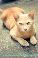 Thai cat Affirmations Workbook Thai cat Presents: Positive and Loving Affirmations Workbook. Includes: Mentoring Questions, Guidance, Supporting You.