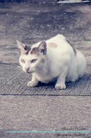 Thai cat Affirmations Workbook Thai cat Presents: Positive and Loving Affirmations Workbook. Includes: Mentoring Questions, Guidance, Supporting You.