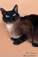 Thai cat Affirmations Workbook Thai cat Presents: Positive and Loving Affirmations Workbook. Includes: Mentoring Questions, Guidance, Supporting You.