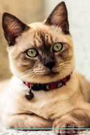 Thai cat Affirmations Workbook Thai cat Presents: Positive and Loving Affirmations Workbook. Includes: Mentoring Questions, Guidance, Supporting You.