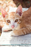 Thai cat Affirmations Workbook Thai cat Presents: Positive and Loving Affirmations Workbook. Includes: Mentoring Questions, Guidance, Supporting You.