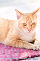 Thai cat Affirmations Workbook Thai cat Presents: Positive and Loving Affirmations Workbook. Includes: Mentoring Questions, Guidance, Supporting You.