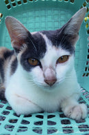 Thai cat Affirmations Workbook Thai cat Presents: Positive and Loving Affirmations Workbook. Includes: Mentoring Questions, Guidance, Supporting You.