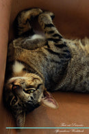 Thai cat Affirmations Workbook Thai cat Presents: Positive and Loving Affirmations Workbook. Includes: Mentoring Questions, Guidance, Supporting You.