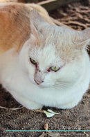 Thai cat Affirmations Workbook Thai cat Presents: Positive and Loving Affirmations Workbook. Includes: Mentoring Questions, Guidance, Supporting You.