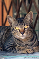 Thai cat Affirmations Workbook Thai cat Presents: Positive and Loving Affirmations Workbook. Includes: Mentoring Questions, Guidance, Supporting You.