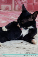 Thai cat Affirmations Workbook Thai cat Presents: Positive and Loving Affirmations Workbook. Includes: Mentoring Questions, Guidance, Supporting You.