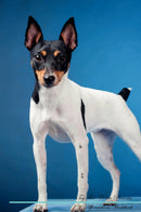 Toy Fox Terrier Affirmations Workbook Toy Fox Terrier Presents: Positive and Loving Affirmations Workbook. Includes: Mentoring Questions, Guidance, Supporting You.