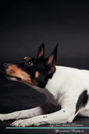 Toy Fox Terrier Affirmations Workbook Toy Fox Terrier Presents: Positive and Loving Affirmations Workbook. Includes: Mentoring Questions, Guidance, Supporting You.