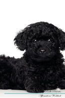 Toy Poodle Affirmations Workbook Toy Poodle Presents: Positive and Loving Affirmations Workbook. Includes: Mentoring Questions, Guidance, Supporting You.