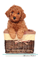 Toy Poodle Affirmations Workbook Toy Poodle Presents: Positive and Loving Affirmations Workbook. Includes: Mentoring Questions, Guidance, Supporting You.