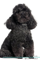 Toy Poodle Affirmations Workbook Toy Poodle Presents: Positive and Loving Affirmations Workbook. Includes: Mentoring Questions, Guidance, Supporting You.