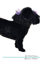 Toy Poodle Affirmations Workbook Toy Poodle Presents: Positive and Loving Affirmations Workbook. Includes: Mentoring Questions, Guidance, Supporting You.
