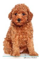 Toy Poodle Affirmations Workbook Toy Poodle Presents: Positive and Loving Affirmations Workbook. Includes: Mentoring Questions, Guidance, Supporting You.