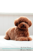 Toy Poodle Affirmations Workbook Toy Poodle Presents: Positive and Loving Affirmations Workbook. Includes: Mentoring Questions, Guidance, Supporting You.