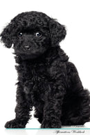 Toy Poodle Affirmations Workbook Toy Poodle Presents: Positive and Loving Affirmations Workbook. Includes: Mentoring Questions, Guidance, Supporting You.