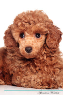 Toy Poodle Affirmations Workbook Toy Poodle Presents: Positive and Loving Affirmations Workbook. Includes: Mentoring Questions, Guidance, Supporting You.