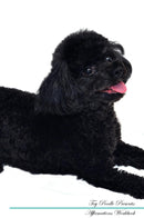 Toy Poodle Affirmations Workbook Toy Poodle Presents: Positive and Loving Affirmations Workbook. Includes: Mentoring Questions, Guidance, Supporting You.