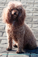 Toy Poodle Affirmations Workbook Toy Poodle Presents: Positive and Loving Affirmations Workbook. Includes: Mentoring Questions, Guidance, Supporting You.