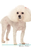 Toy Poodle Affirmations Workbook Toy Poodle Presents: Positive and Loving Affirmations Workbook. Includes: Mentoring Questions, Guidance, Supporting You.