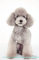 Toy Poodle Affirmations Workbook Toy Poodle Presents: Positive and Loving Affirmations Workbook. Includes: Mentoring Questions, Guidance, Supporting You.