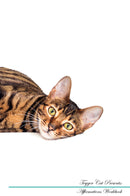 Toyger Cat Affirmations Workbook Toyger Cat Presents: Positive and Loving Affirmations Workbook. Includes: Mentoring Questions, Guidance, Supporting You.