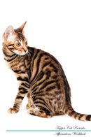 Toyger Cat Affirmations Workbook Toyger Cat Presents: Positive and Loving Affirmations Workbook. Includes: Mentoring Questions, Guidance, Supporting You.