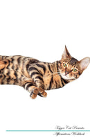 Toyger Cat Affirmations Workbook Toyger Cat Presents: Positive and Loving Affirmations Workbook. Includes: Mentoring Questions, Guidance, Supporting You.