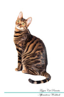 Toyger Cat Affirmations Workbook Toyger Cat Presents: Positive and Loving Affirmations Workbook. Includes: Mentoring Questions, Guidance, Supporting You.