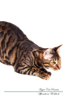 Toyger Cat Affirmations Workbook Toyger Cat Presents: Positive and Loving Affirmations Workbook. Includes: Mentoring Questions, Guidance, Supporting You.
