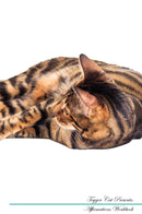 Toyger Cat Affirmations Workbook Toyger Cat Presents: Positive and Loving Affirmations Workbook. Includes: Mentoring Questions, Guidance, Supporting You.