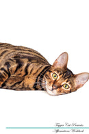 Toyger Cat Affirmations Workbook Toyger Cat Presents: Positive and Loving Affirmations Workbook. Includes: Mentoring Questions, Guidance, Supporting You.