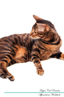 Toyger Cat Affirmations Workbook Toyger Cat Presents: Positive and Loving Affirmations Workbook. Includes: Mentoring Questions, Guidance, Supporting You.