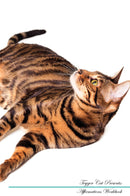 Toyger Cat Affirmations Workbook Toyger Cat Presents: Positive and Loving Affirmations Workbook. Includes: Mentoring Questions, Guidance, Supporting You.