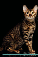 Toyger Cat Affirmations Workbook Toyger Cat Presents: Positive and Loving Affirmations Workbook. Includes: Mentoring Questions, Guidance, Supporting You.