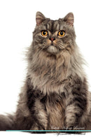 Turkish Angora Affirmations Workbook Turkish Angora Presents: Positive and Loving Affirmations Workbook. Includes: Mentoring Questions, Guidance, Supporting You.