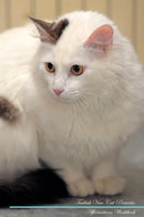 Turkish Van Cat Affirmations Workbook Turkish Van Cat Presents: Positive and Loving Affirmations Workbook. Includes: Mentoring Questions, Guidance, Supporting You.