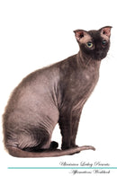 Ukrainian Levkoy Affirmations Workbook Ukrainian Levkoy Presents: Positive and Loving Affirmations Workbook. Includes: Mentoring Questions, Guidance, Supporting You.