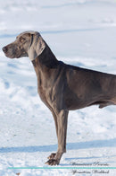 Weimaraner Affirmations Workbook Weimaraner Presents: Positive and Loving Affirmations Workbook. Includes: Mentoring Questions, Guidance, Supporting You.