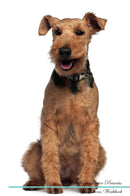 Welsh Terrier Affirmations Workbook Welsh Terrier Presents: Positive and Loving Affirmations Workbook. Includes: Mentoring Questions, Guidance, Supporting You.